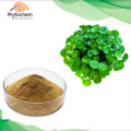 100% organic plant centella asiatica extract powder